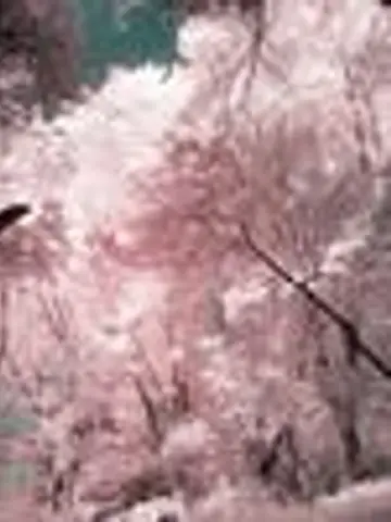 乙羽桃華先生(ココナラ電話占いの占い師)の写真