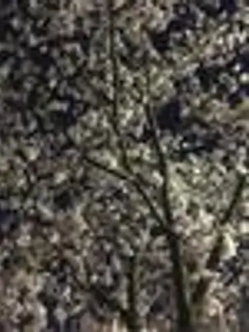 COCOA。先生(ココナラ電話占いの占い師)の写真
