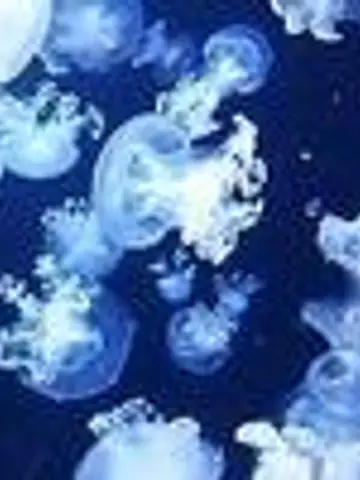 海月~クラゲ~先生(ココナラ電話占いの占い師)の写真