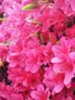 Tomoka Iseyea先生の写真