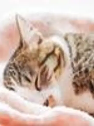 さくら⭐︎雑談先生(ココナラ電話占いの占い師)の写真