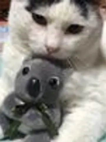 さくら猫先生(ココナラ電話占いの占い師)の写真