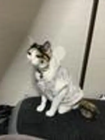 ユキ猫の屋先生(ココナラ電話占いの占い師)の写真