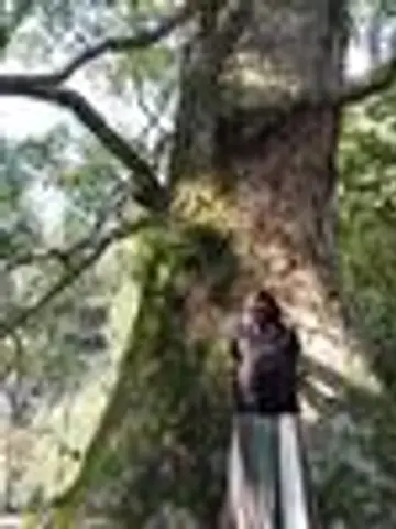 CoCoRoふわり先生(ココナラ電話占いの占い師)の写真