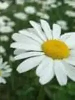 Lily リリー先生の写真