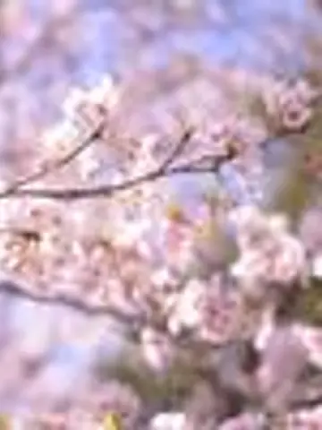 ⊛澪音⊛先生（ココナラ電話占いの占い師）の写真