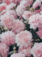 利香先生の写真