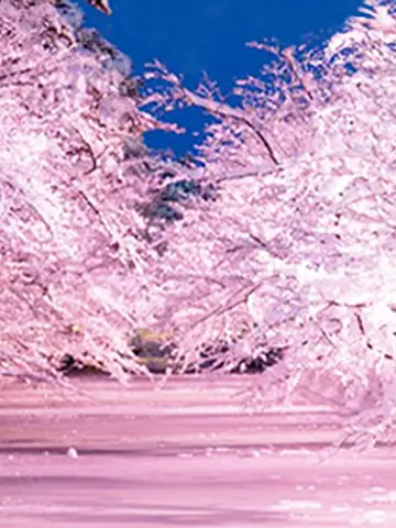 聖子先生(電話占いフェリーチェの占い師)の写真