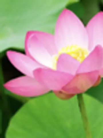 shantihealingsalon先生(ココナラ電話占いの占い師)の写真