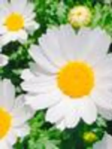 daisyデイジー先生(ココナラ電話占いの占い師)の写真