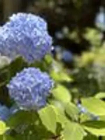 さら〜RAINFOREST先生(ココナラ電話占いの占い師)の写真