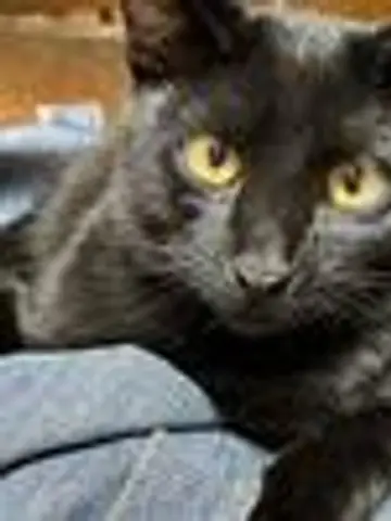 猫屋敷のタロット先生（ココナラ電話占いの占い師）の写真
