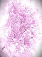 桜先生の写真