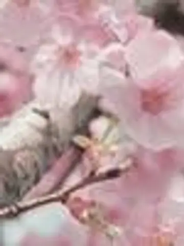 桜唯有〜you〜先生（ココナラ電話占いの占い師）の写真