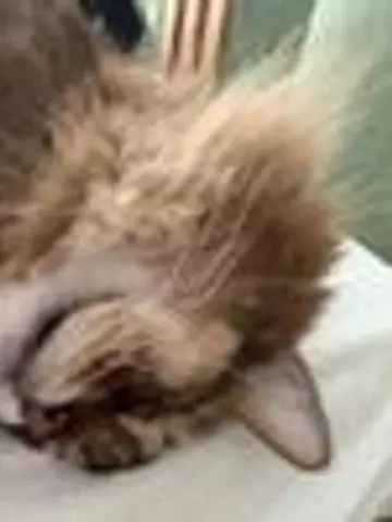 nahomin先生（ココナラ電話占いの占い師）の写真
