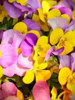 無華先生の写真