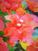 苺花先生の写真