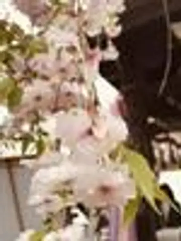 Sakura⭐先生（ココナラ電話占いの占い師）の写真