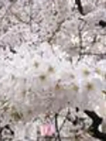 永久桜先生(ココナラ電話占いの占い師)の写真