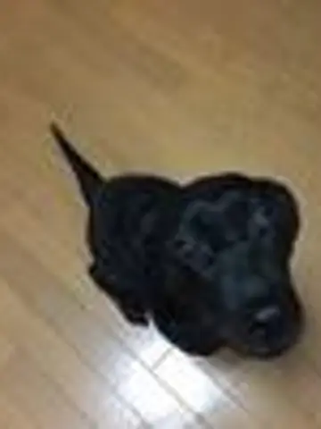 けいごくん先生(ココナラ電話占いの占い師)の写真