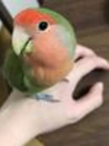 藕鳳ぐうほう先生（ココナラ電話占いの占い師）の写真