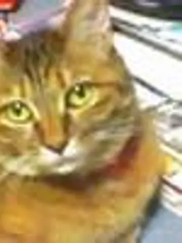 さくらもちねこ先生(ココナラ電話占いの占い師)の写真