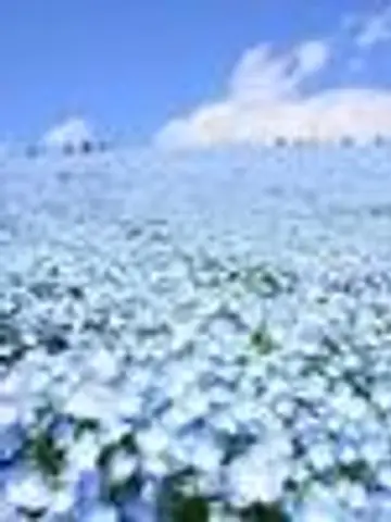 ⭐想いを詠む星詠心灯占い⭐天音海先生（ココナラ電話占いの占い師）の写真
