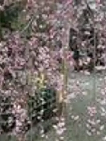 桜もち先生（ココナラ電話占いの占い師）の写真