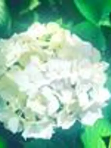 rinrinsan先生(ココナラ電話占いの占い師)の写真