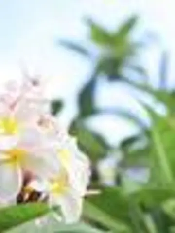 Aloha☺︎先生(ココナラ電話占いの占い師)の写真