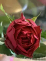 すず。369先生の写真