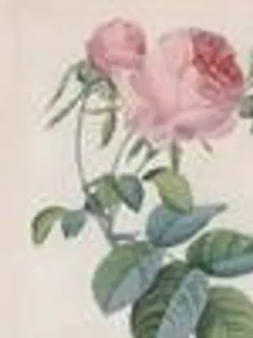 RoseMarie222先生（ココナラ電話占いの占い師）の写真