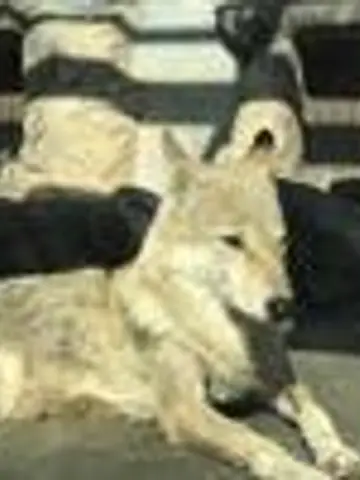 にっしん先生(ココナラ電話占いの占い師)の写真