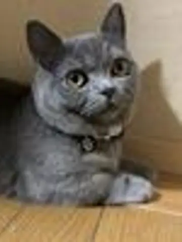 おしゃんな猫先生(ココナラ電話占いの占い師)の写真