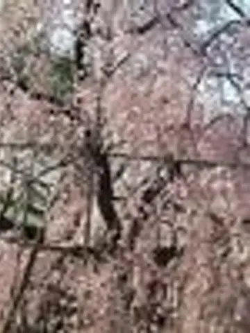 kokomami先生(ココナラ電話占いの占い師)の写真