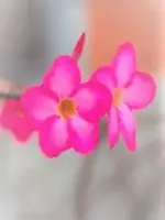 蝶子先生の写真