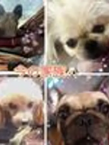 ギフテッド先生（ココナラ電話占いの占い師）の写真