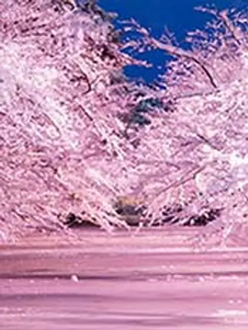 聖子先生(電話占いフィールの占い師)の写真