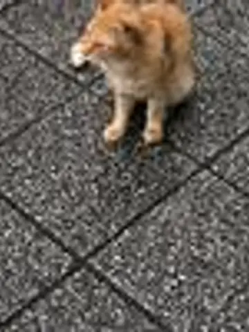 ねこ16先生(ココナラ電話占いの占い師)の写真