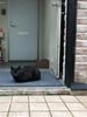 近所のくろねこ先生（ココナラ電話占いの占い師）の写真
