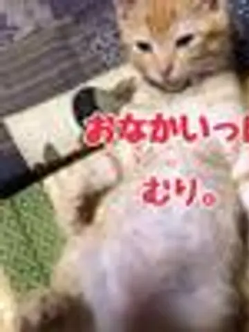 蓮水雫先生（ココナラ電話占いの占い師）の写真